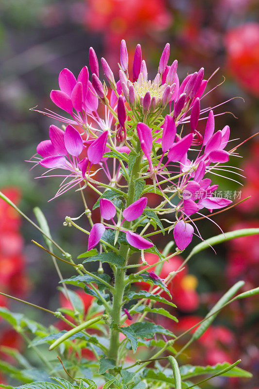 Cleome Flowers的特写